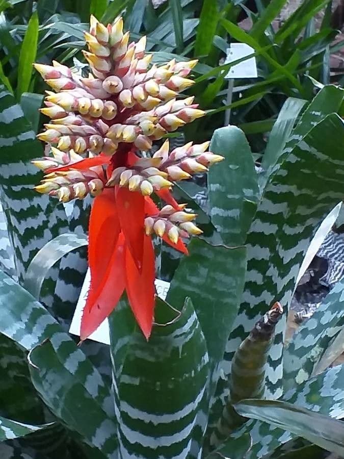 Aechmea 2