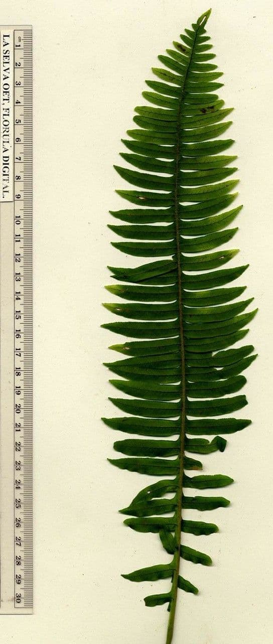 Serpocaulon 10
