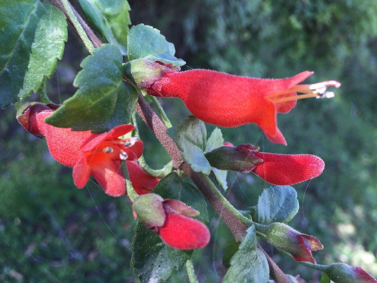 Mitraria 25