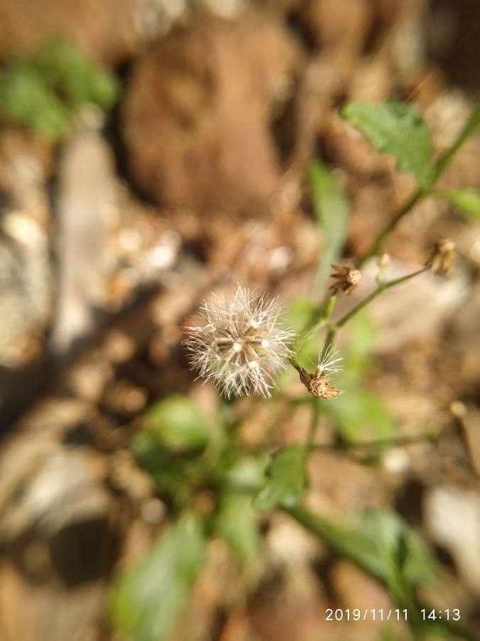 Cyanthillium popelavé