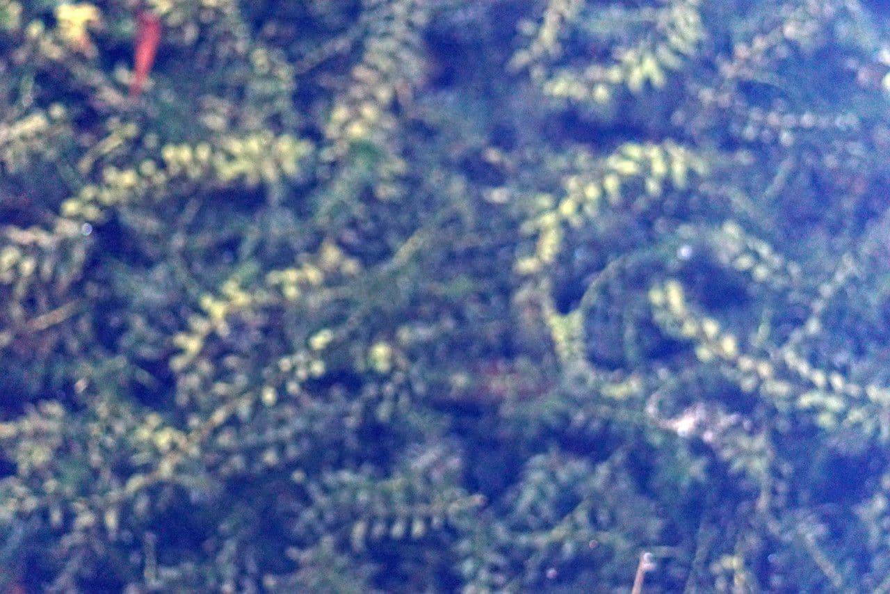 Elodea de Canadá 11
