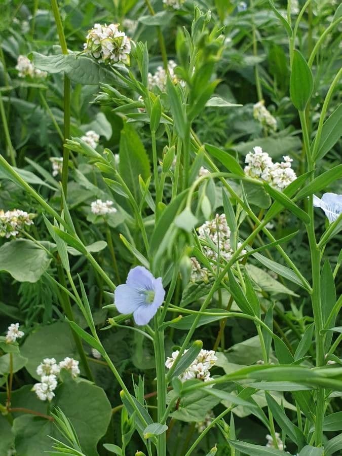 Linseed 15