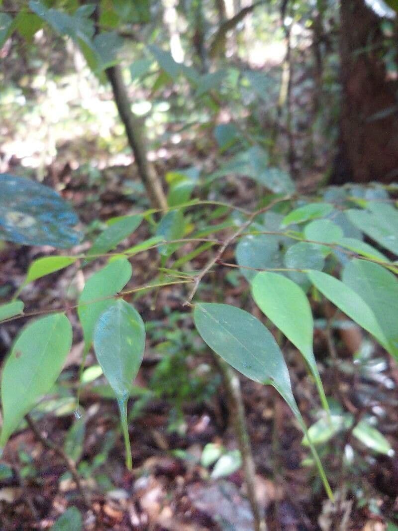 Cleistanthus 5