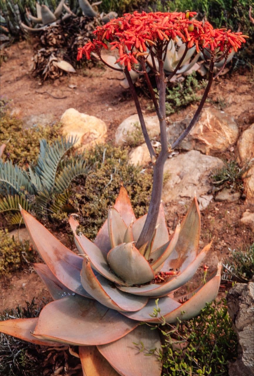 Aloe striata 10
