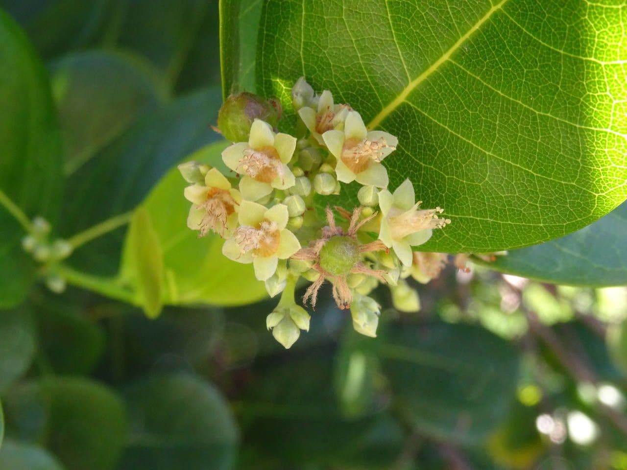 Chrysobalanus icaco 8