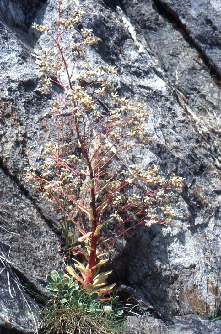 Sassifraga cotiledone 11