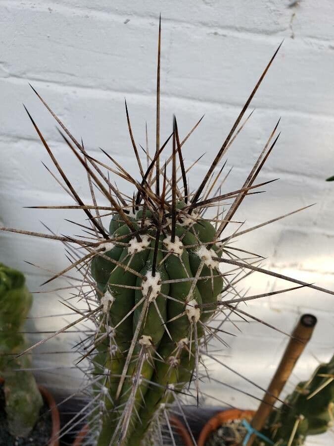 Cactus stuzzicadenti 8