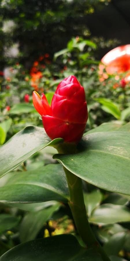 Costus spiralé 9
