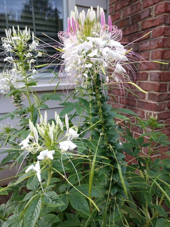 Cleome 16