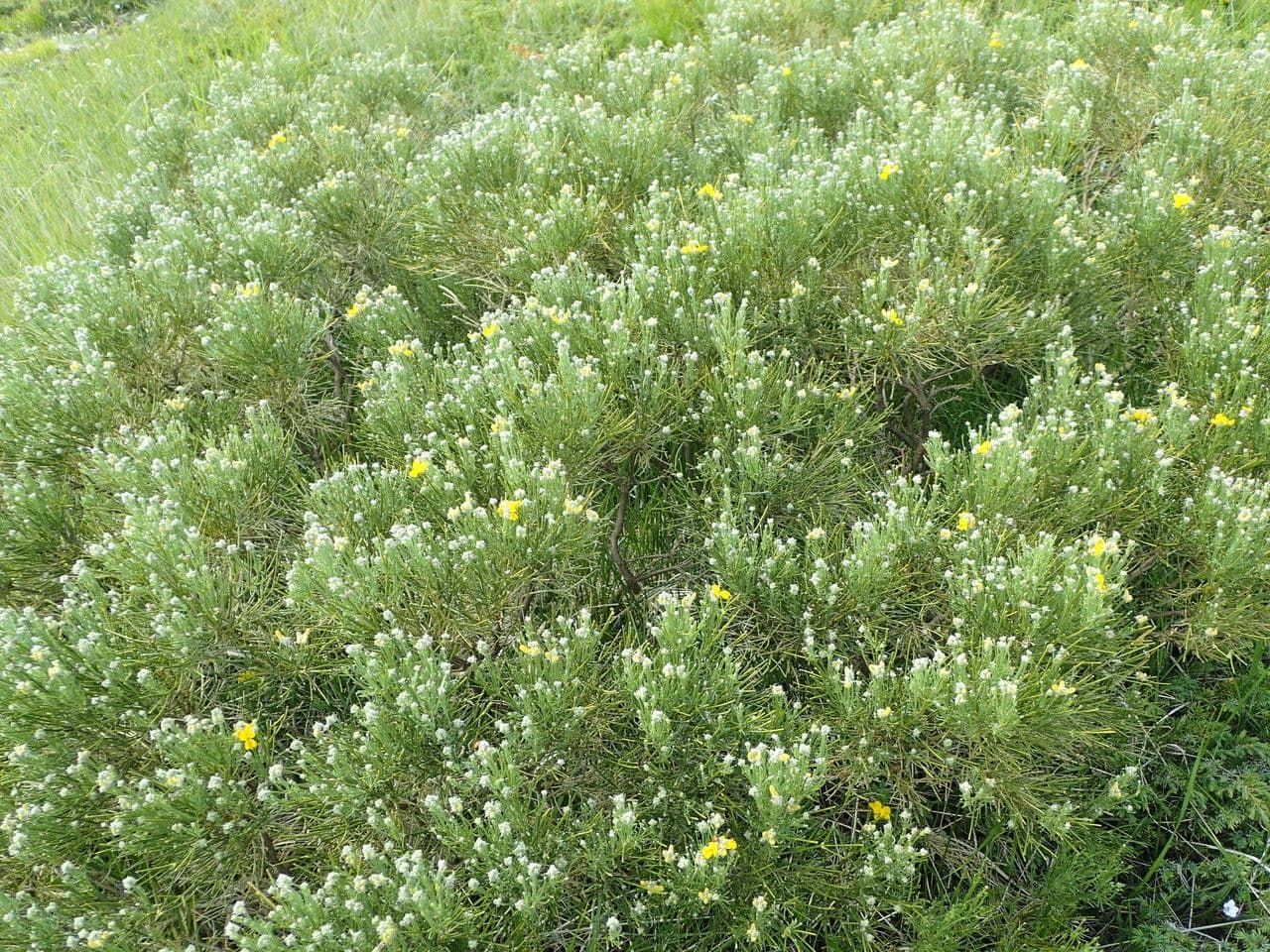 Ginestra radiata 11