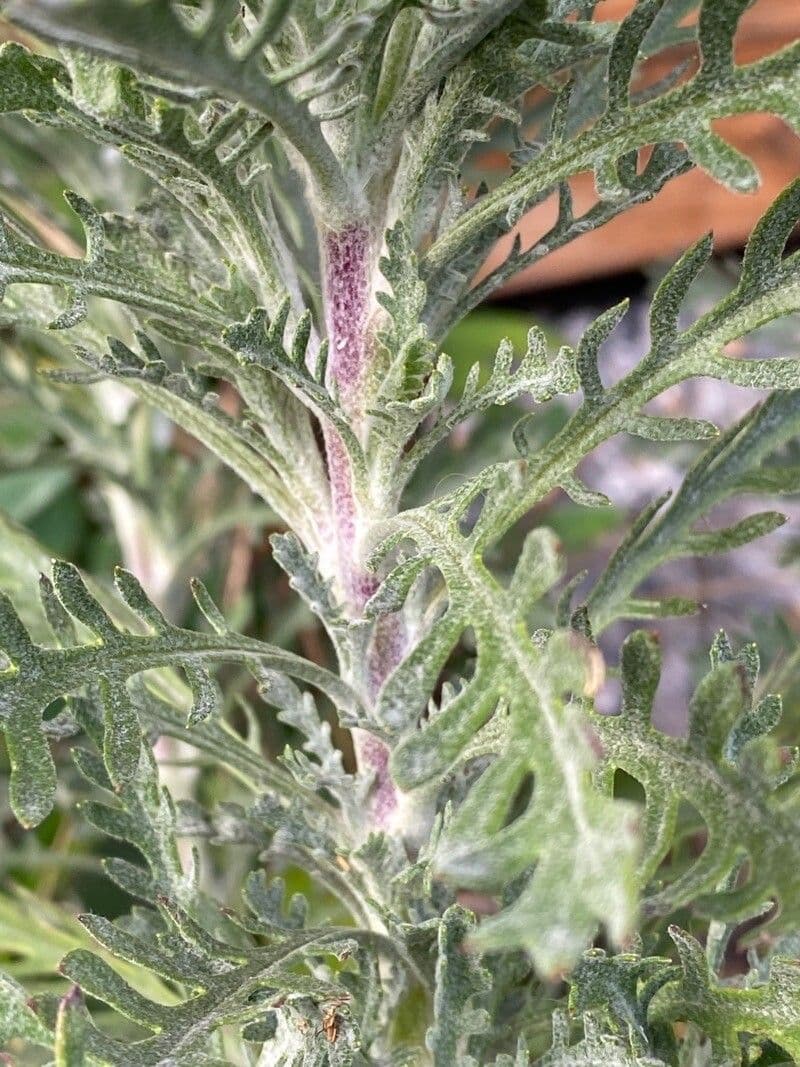 Euryops 19