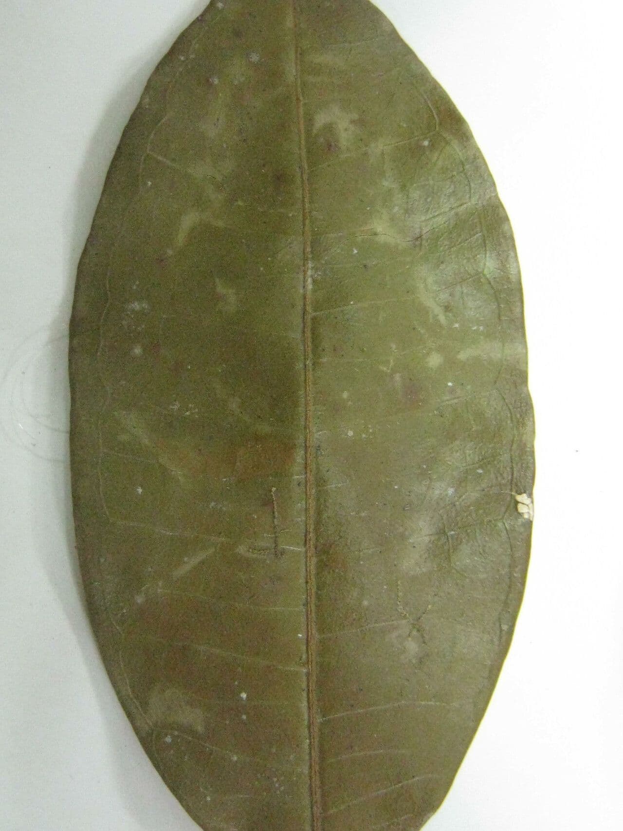 Eugenia