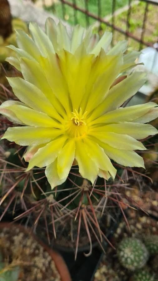 Cactus barile uncinato 4