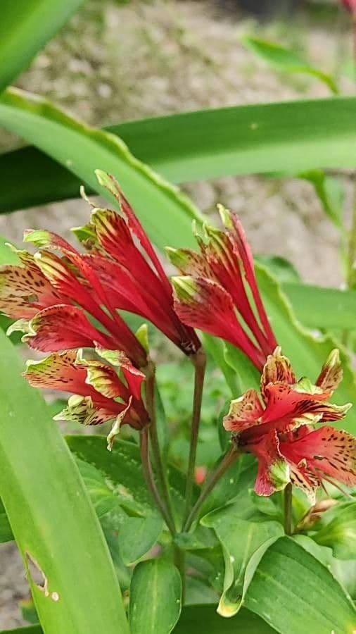 Alstroemeria