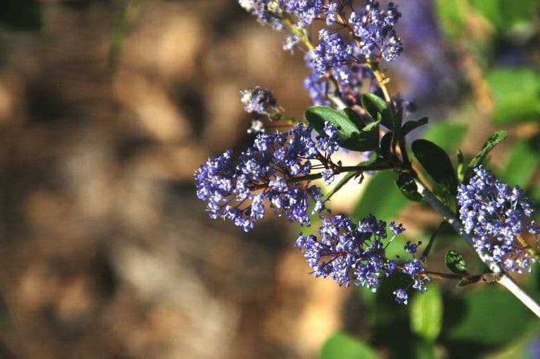 Lemmons Ceanothus