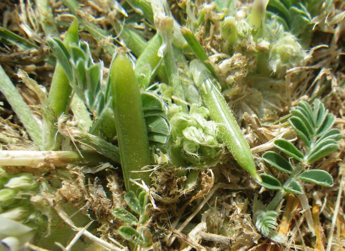 Astragalus depressus 5