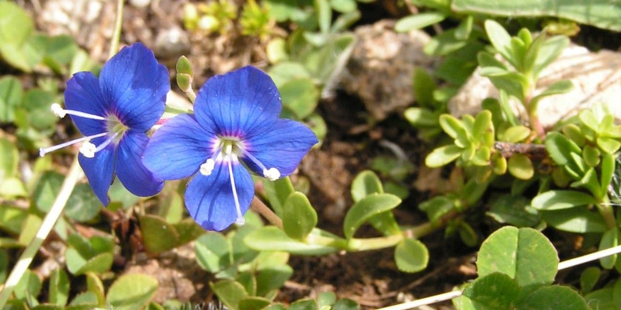Rock speedwell 8