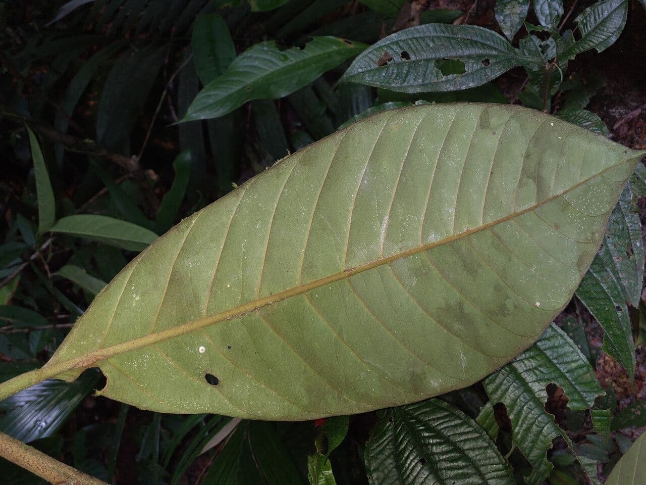 Pouteria 5