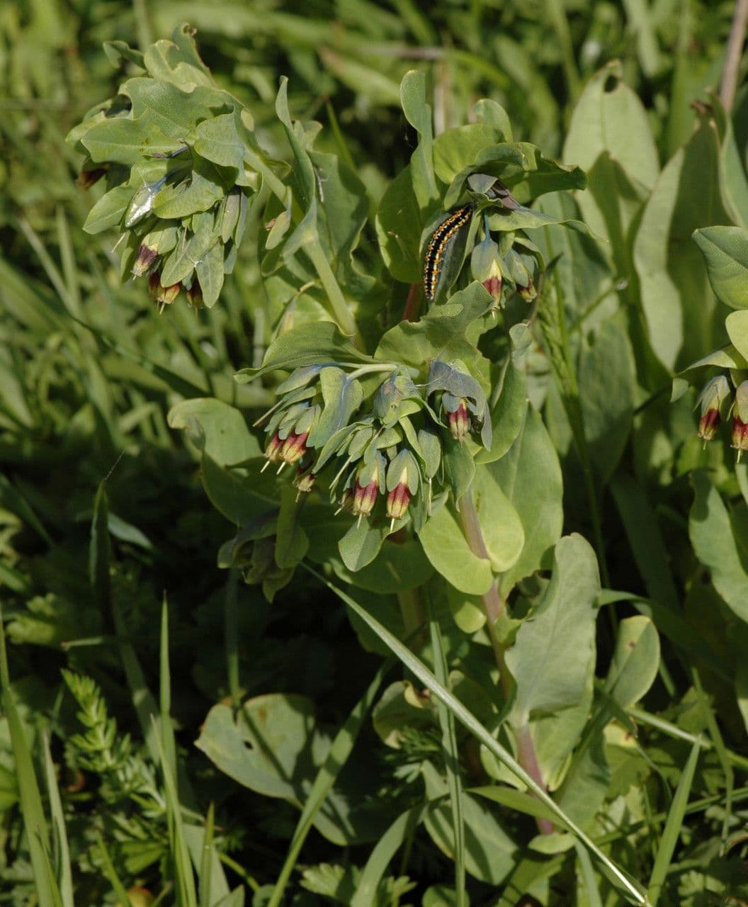 Cerinthe liscia 13