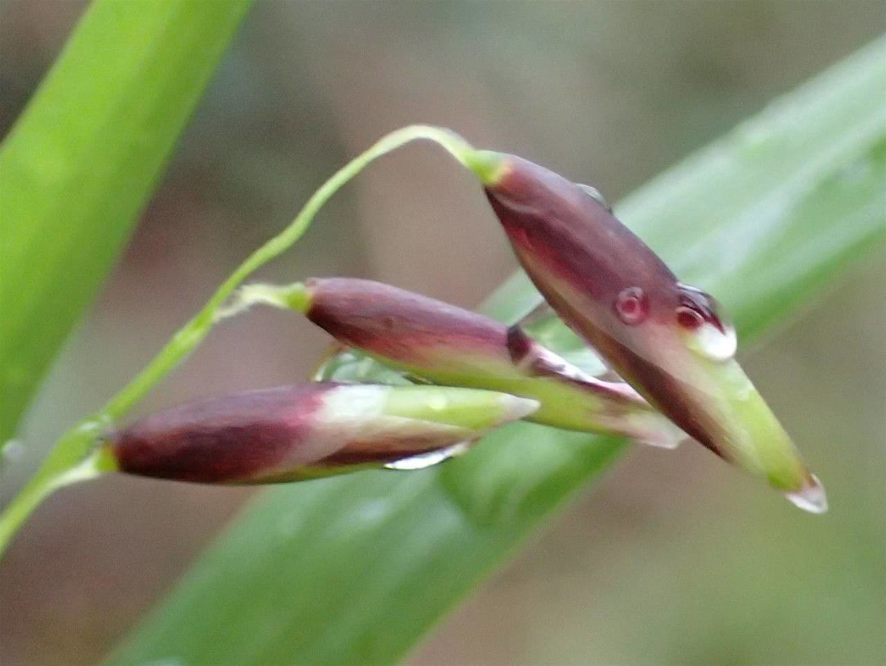 Erba perla pendula 4