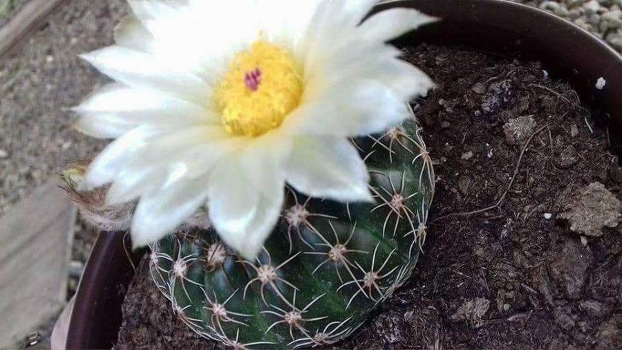 Thelocactus setispinus 14