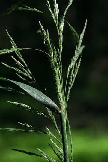 Cinna arundinacea