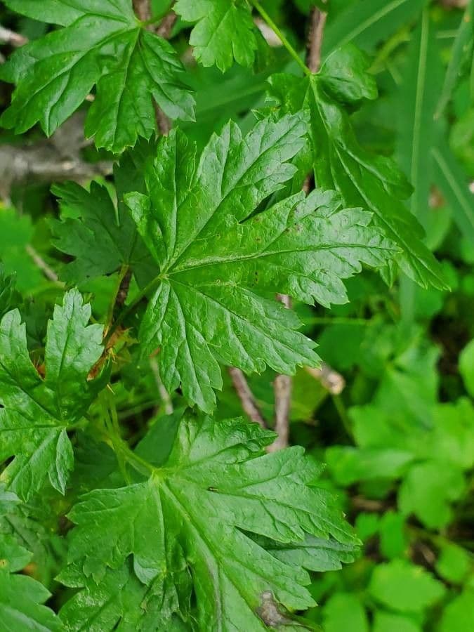 Ribes lacustre 20