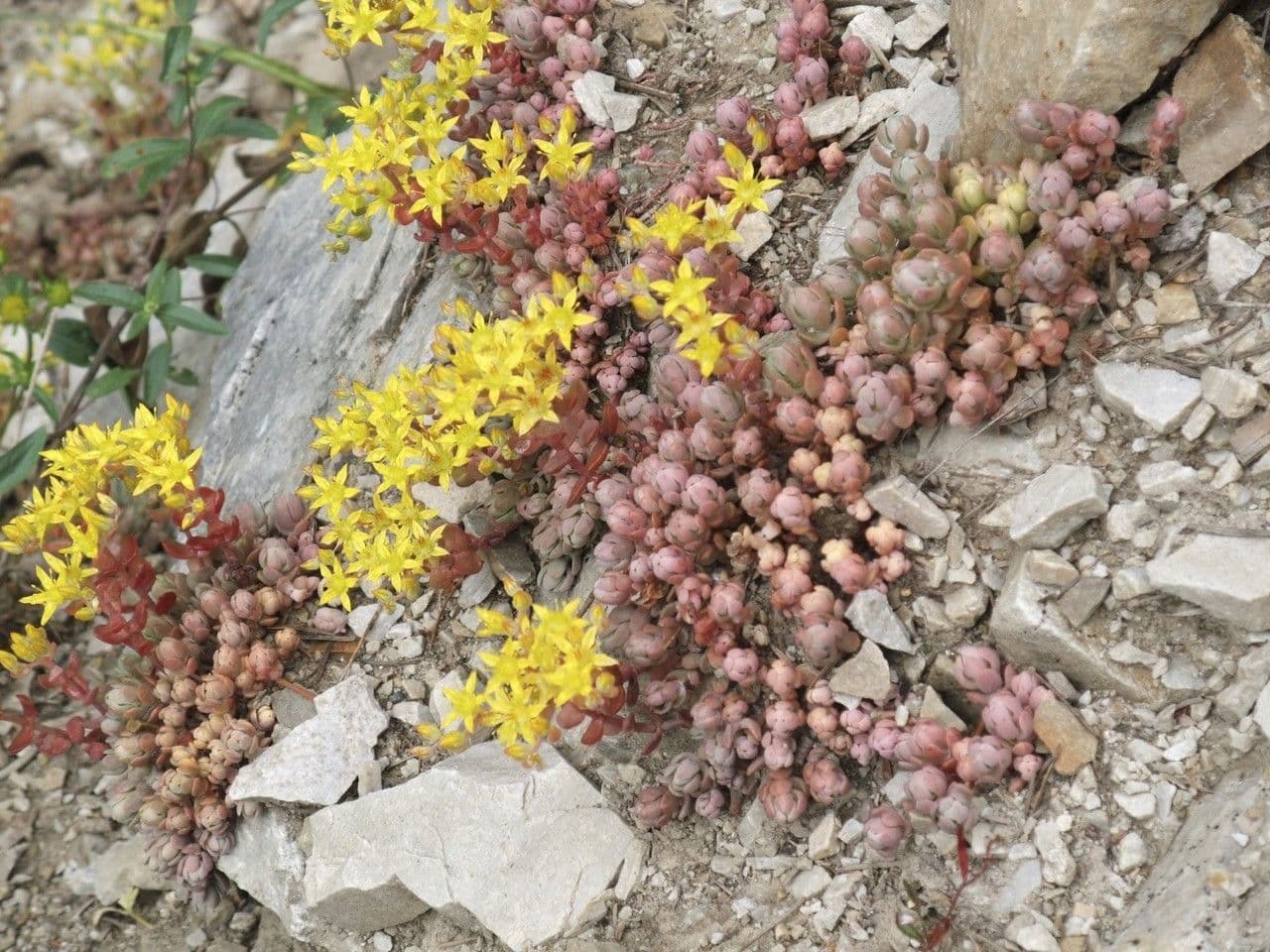 Sedum lanceolatum 7