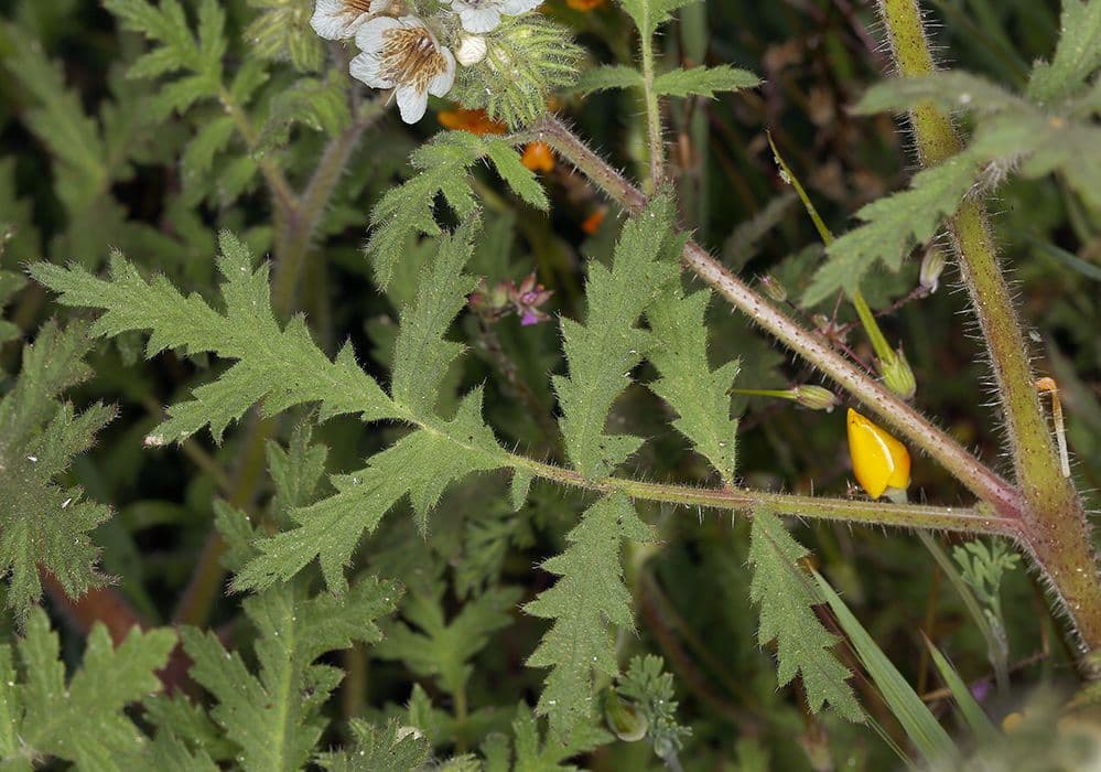 Phacelia cicutaria 16