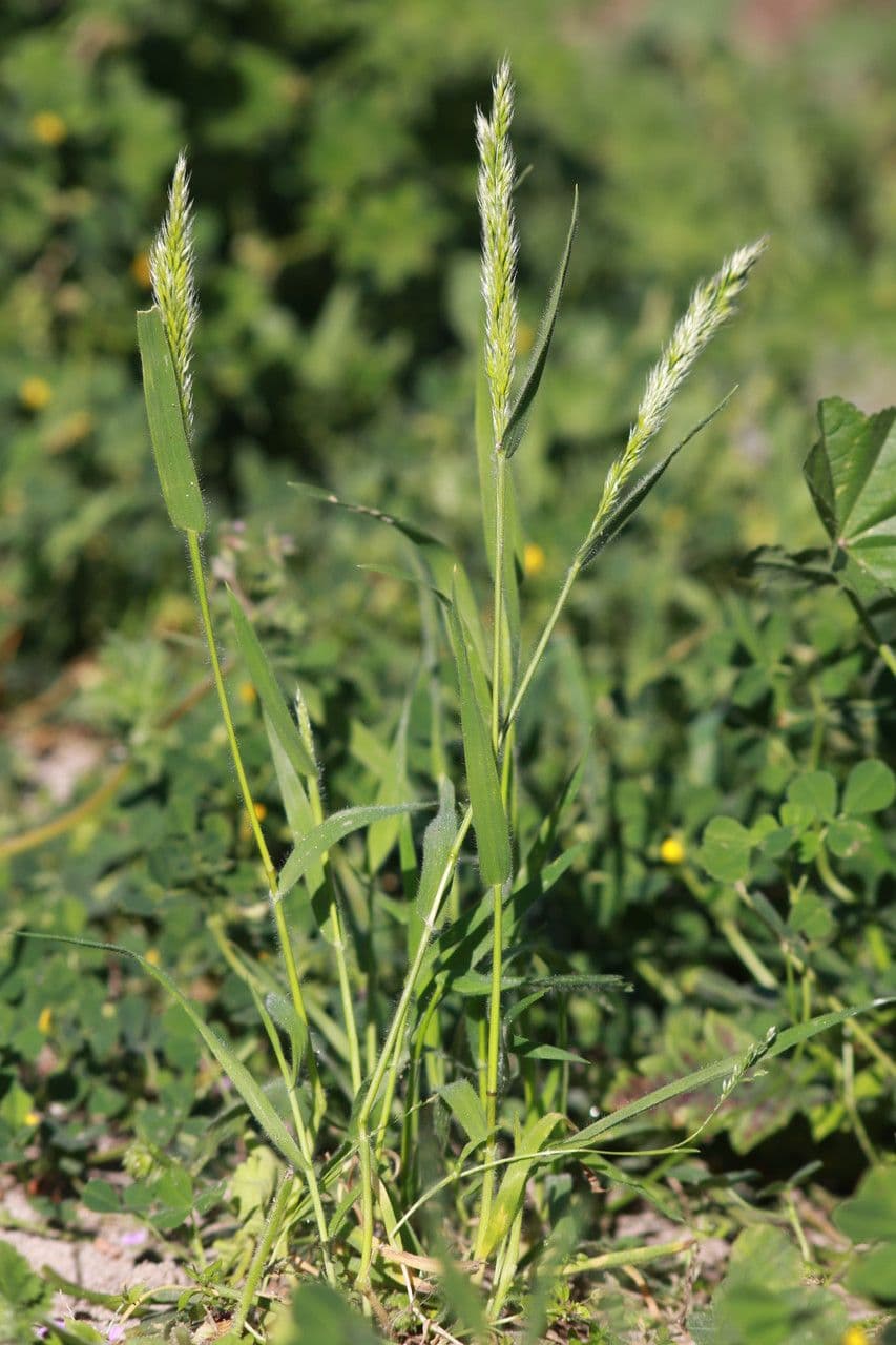 Trisetaria panicea 15