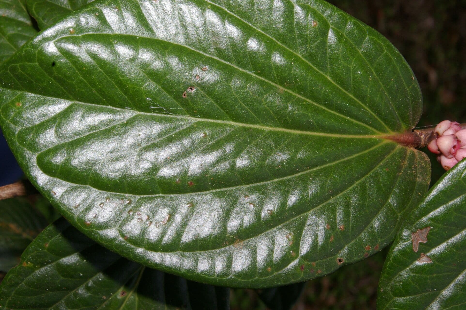 Cavendishia ascellare 8