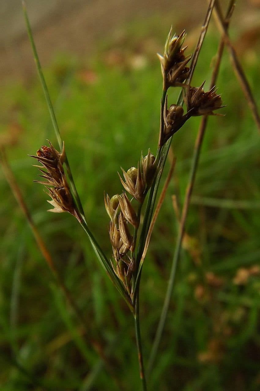 Giunco esile 2