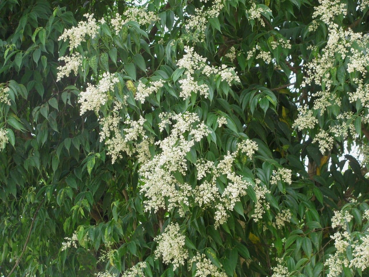 Miconia minutiflora 8