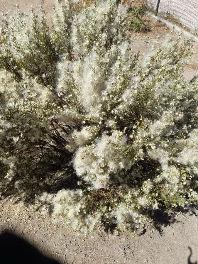 Baccharis 2