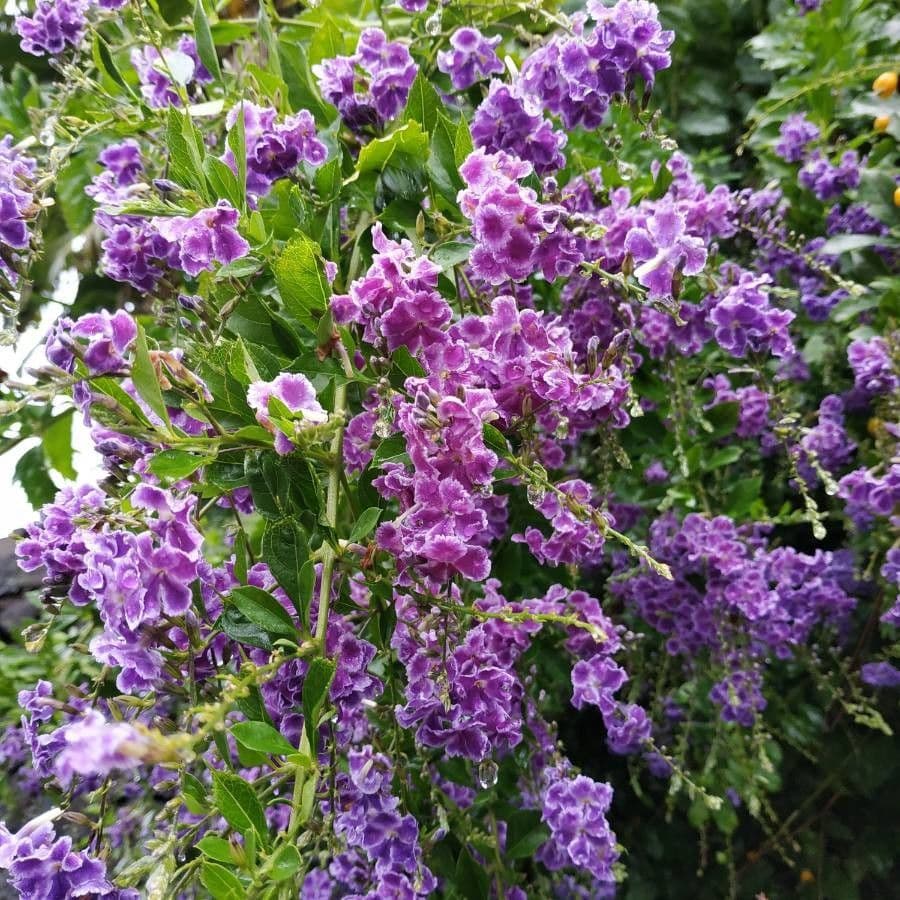 Duranta erecta 12