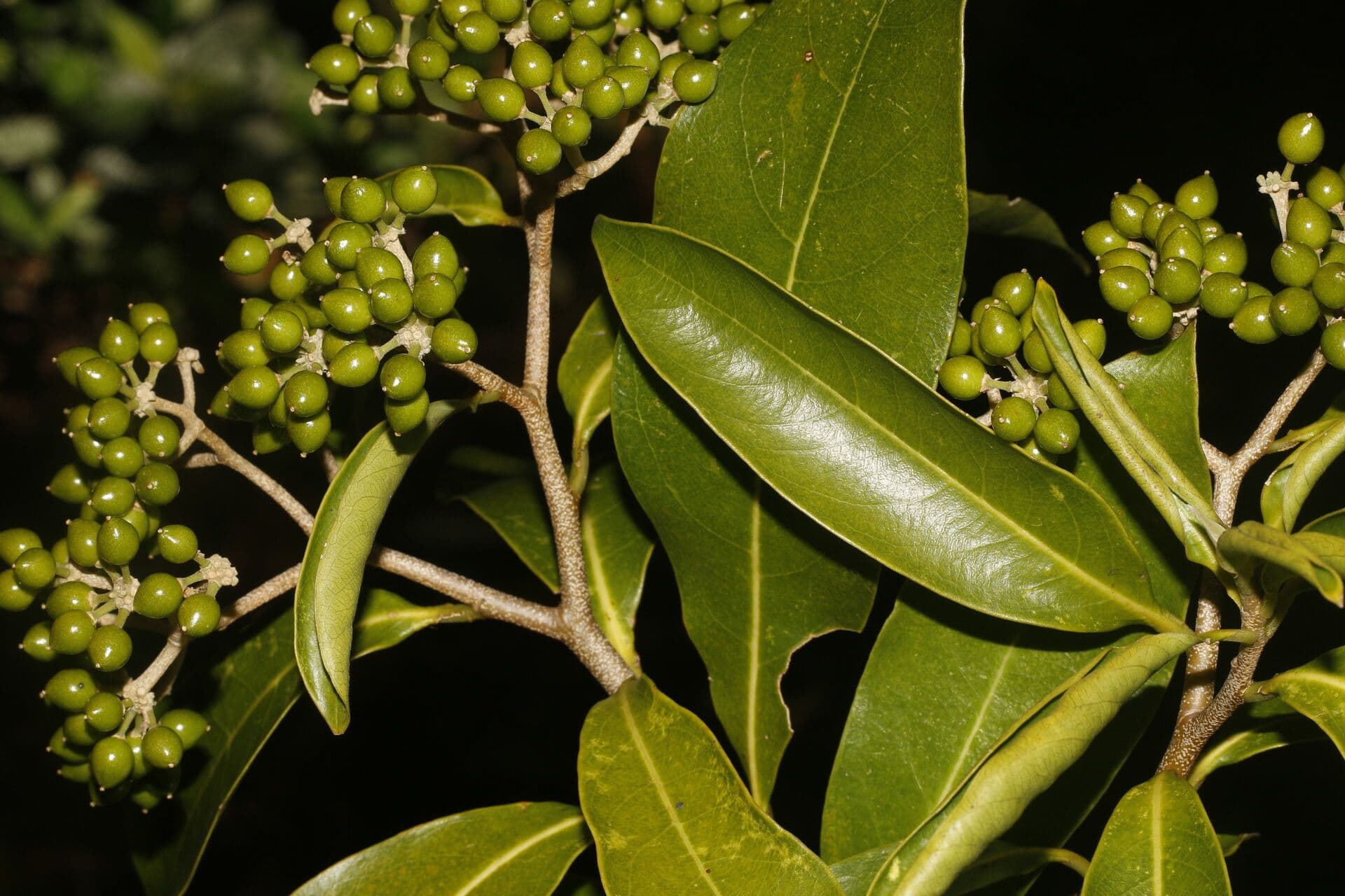 Daphnopsis americana 3