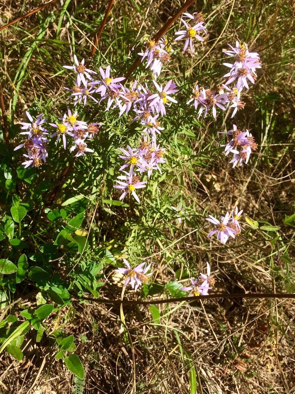 Galatella sedifolia 4