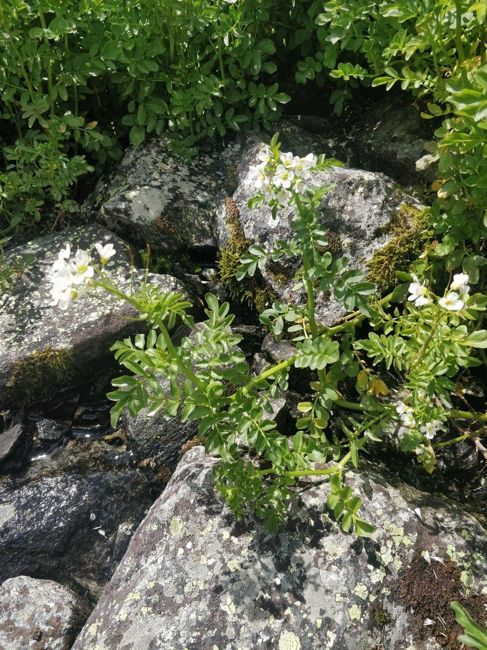 Billeri amaro 6