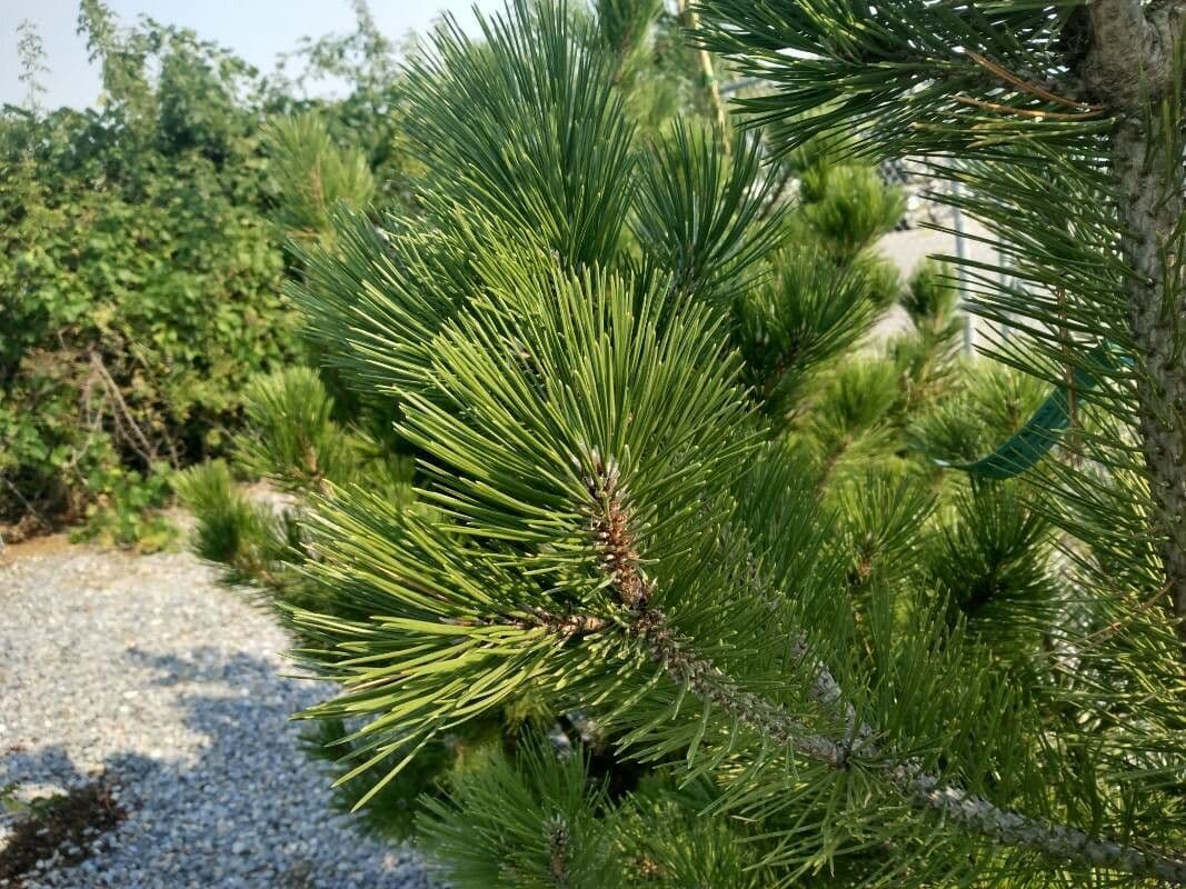 Bergkiefer 20
