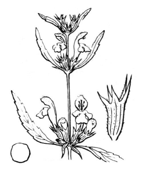 Galeopsis reuteri 10