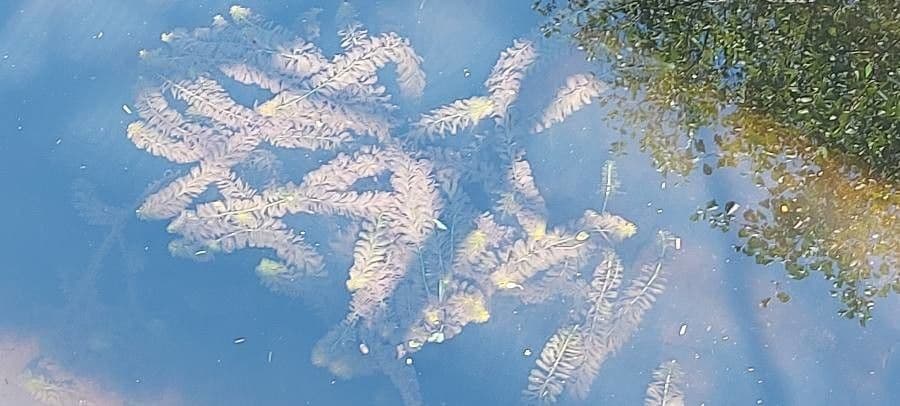 Elodea de Canadá 15