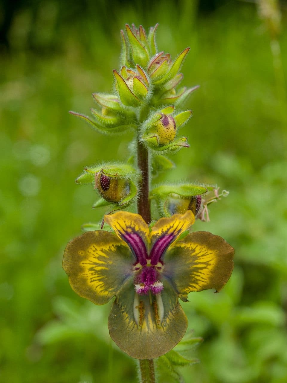 Divizna bugulifoliová