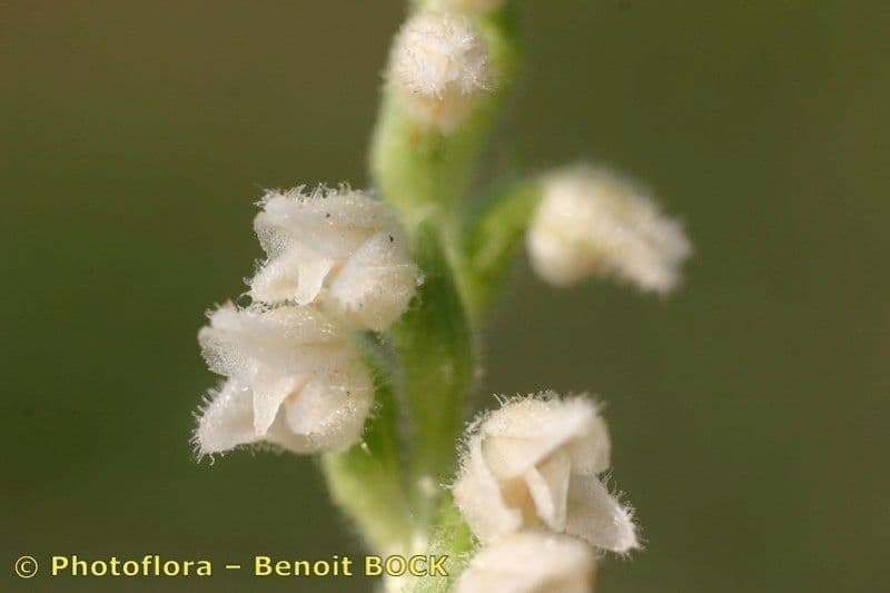 Gudiera 5