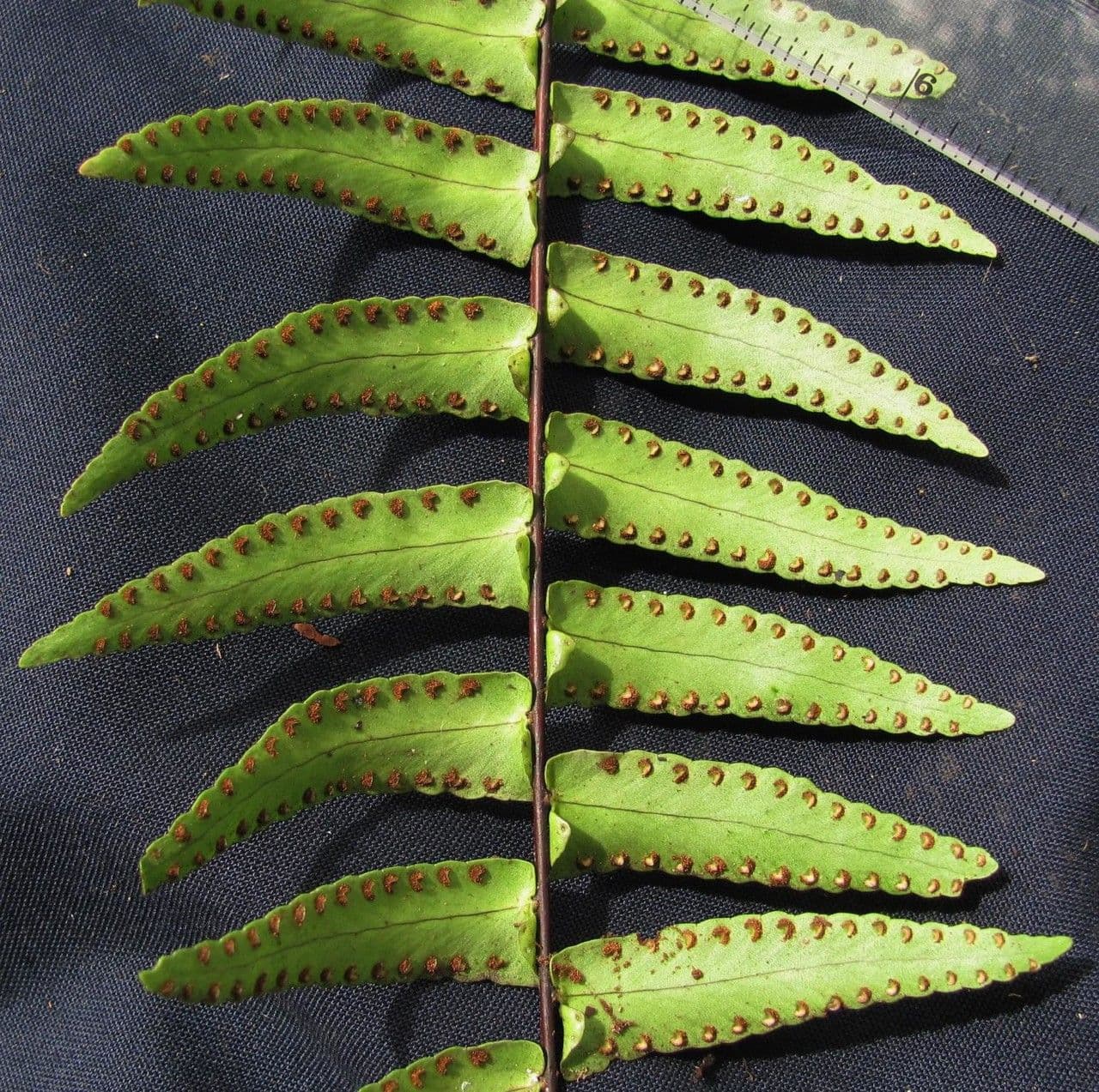 Nephrolepis 6