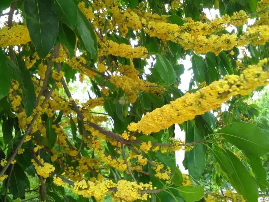 Sideroxylon 3
