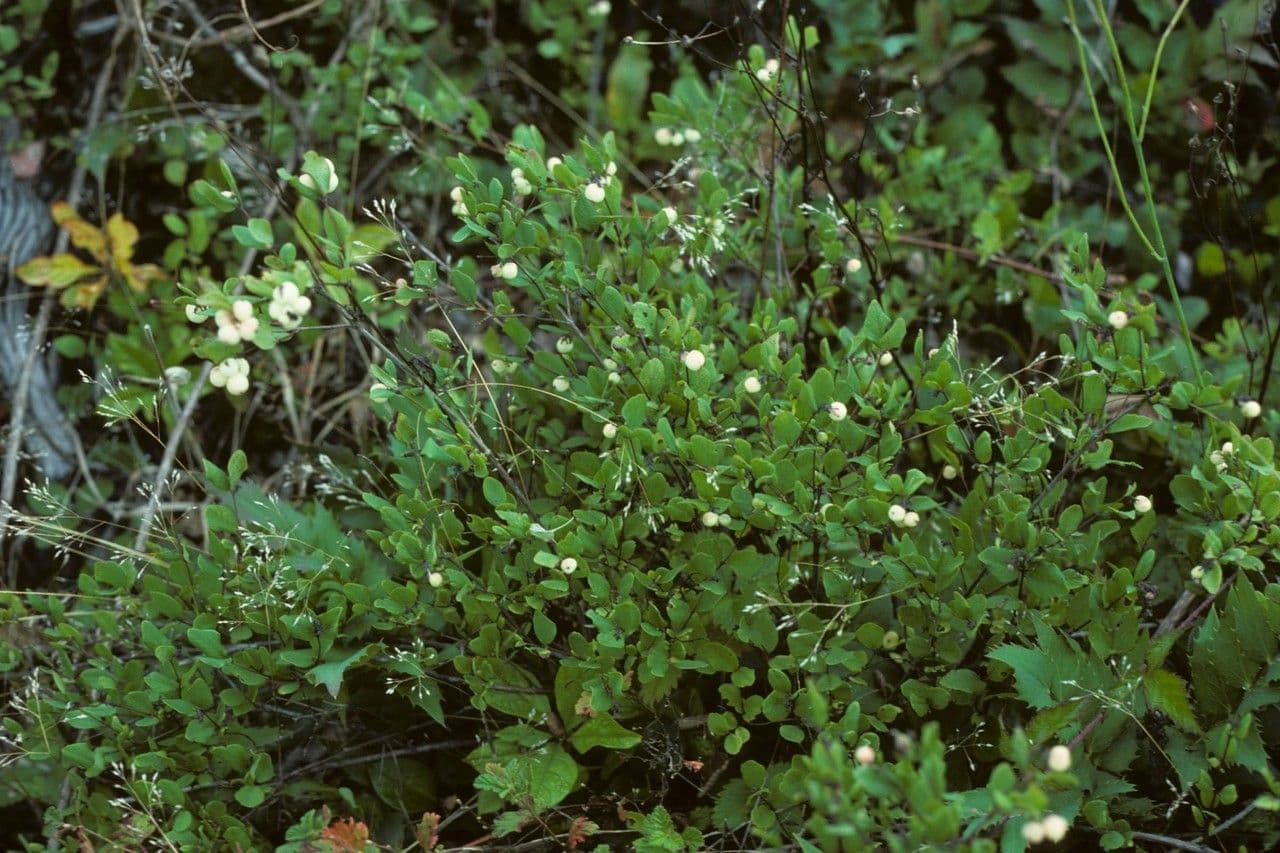 Berg-Wollebeere 7