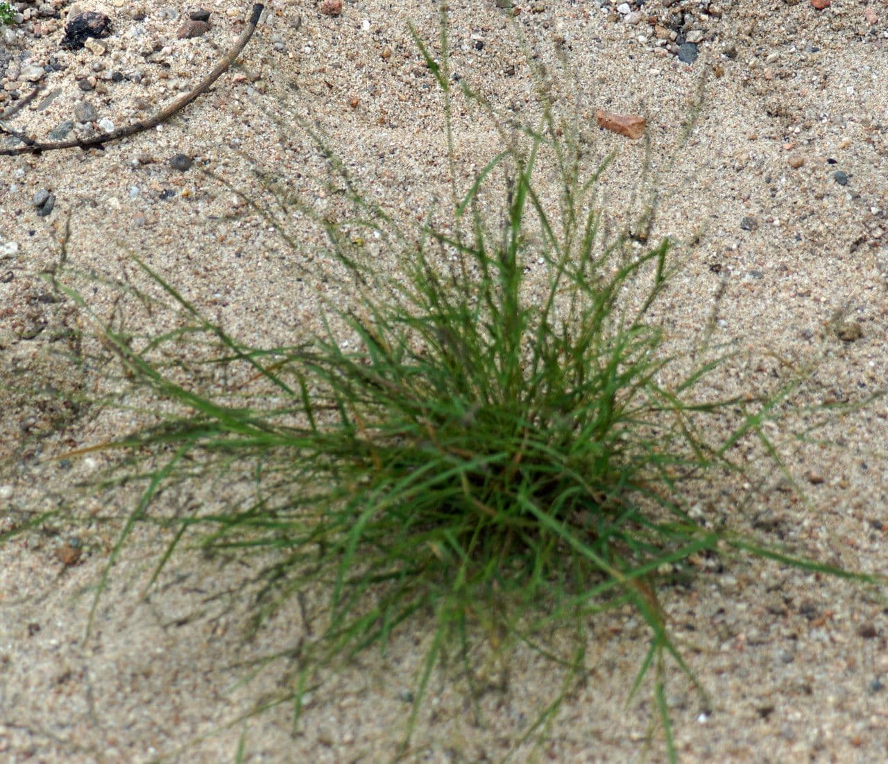 Eragrostis pectinacea 10