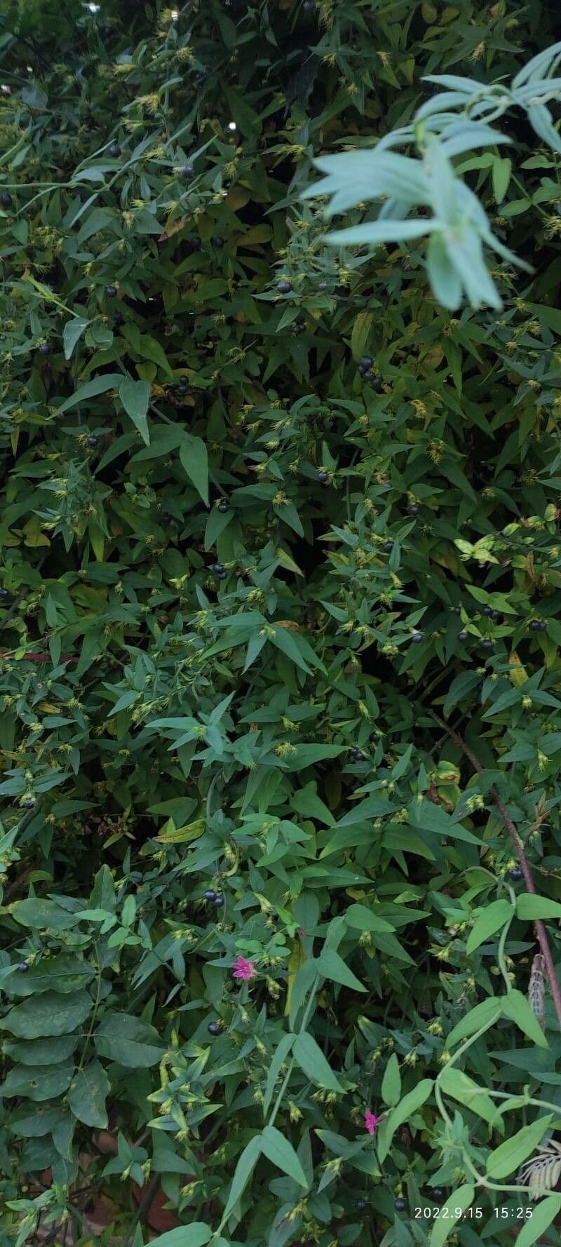 Red jasmine 7