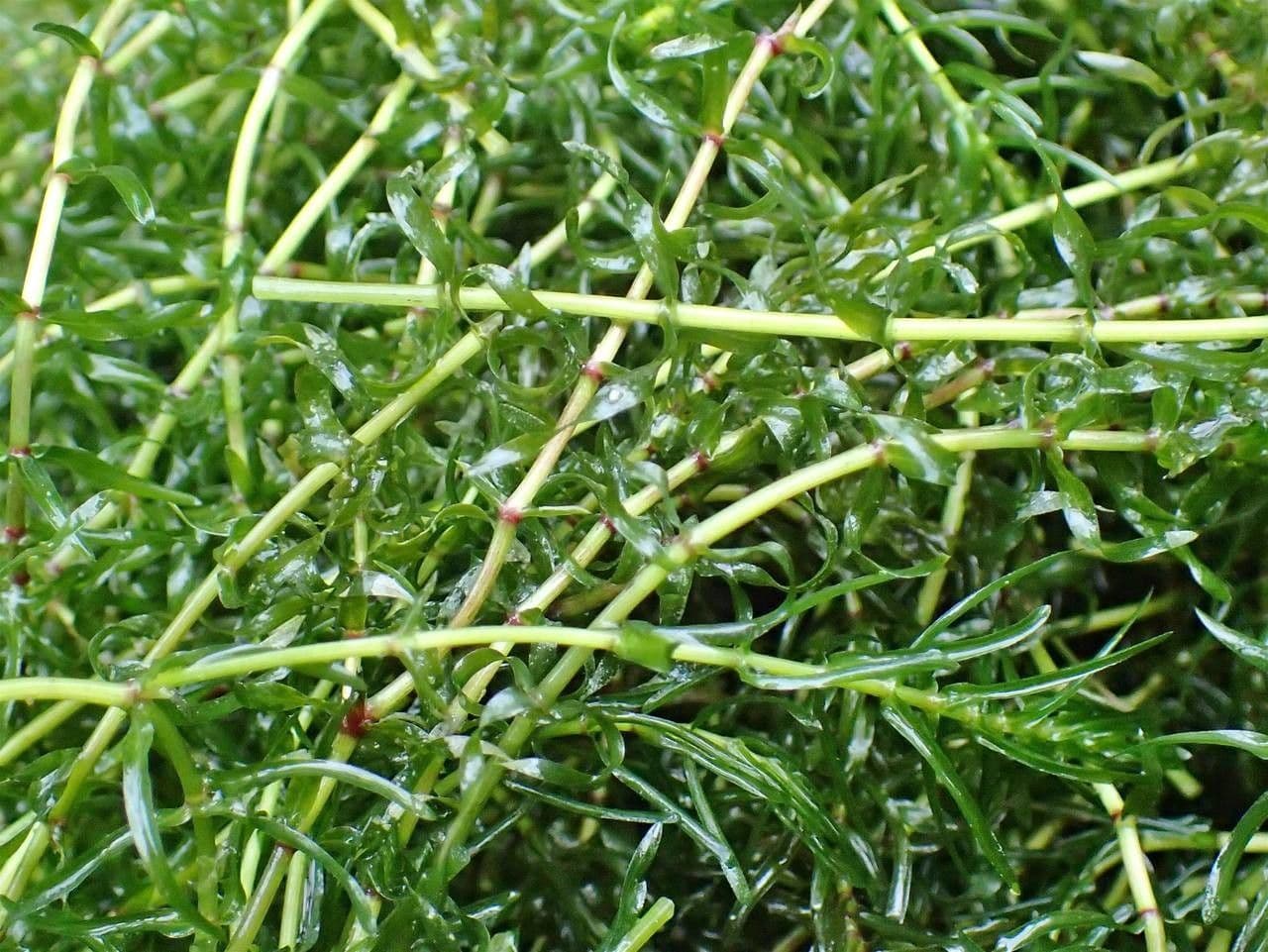 Schmalblättrige Wasserpest 7