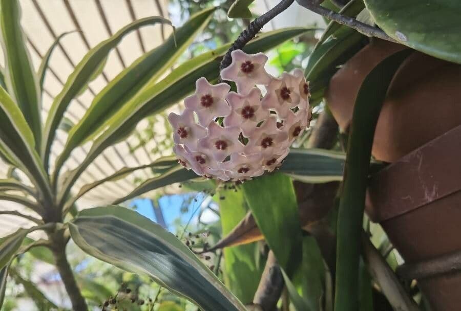 Hoya 5